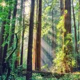 Living With Nature (A Silent Season Tribute)