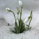 Schneeglöckchen