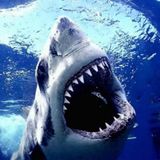 Exploring Deadly Waters