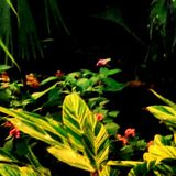 RAZOOF - Ganja Meditation Mix - New Roots and Classics -May2014