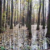 Tales From The Swamp