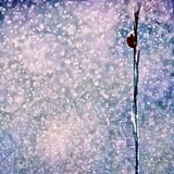 RE-ALI - Framing The Rain Moments #0