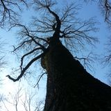 narcys claudiu - it is perfect (march 2013 )