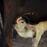 Milk the Cow Podcast DOWNLOAD Episode 2