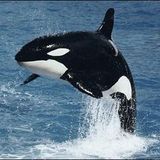 Orca ( Kidkanevil, Daisuke Tanabe - Slugabed - Kid606 - Dibiase - Phaeleh - Dva - Rone )