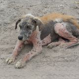 Scabby Dog Mix
