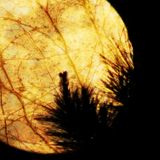 Deep Senses 009