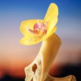 Flowers and Bones