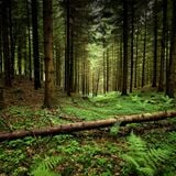 Abyss deep dive presents : Forests Echos by @ Saks