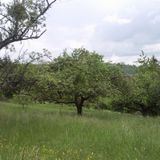 Orman Bitch - Special Spring Mix 2012