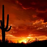Desert Deep