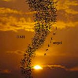 Ambient-Angel (168)