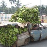Sugar Sessions Vol.189 - Green Banana