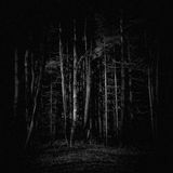 hunting in the heart of darkness