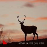 Buscando un ciervo en el deserto