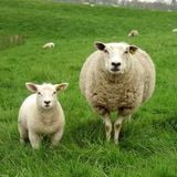 Hard Stuff For Lambs And Ewes #prequel : Back from a far country