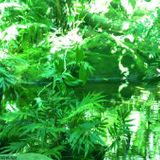 CL SOUNDs: ALIVE IN CL GREEN