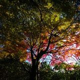 Indian Sommer - janmars