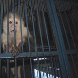 MonkeyTimeRadioHour_26-Sept-2012