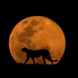 Mistah Cheetah - Run It Hot / Radio Pleven - Good Vibes 06/