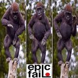 Dancing Primates (teaser) by Sui
