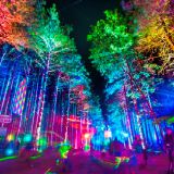 Theliks-Forest Trip (SUMMER DREAMING GATHERING)