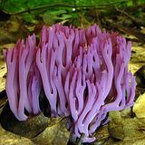 Dub Unfolding Purple Fungus Crystals