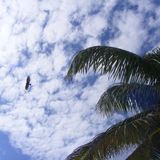Dream&Fly: Selva.Montaña.Caribe.Barrio