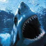 Shark Sushi