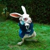 don t follow the white rabbit...