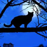 Halloween Night Approaches!