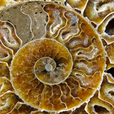 Ammonites Music Electronic experience.mixed by Julian Murgui