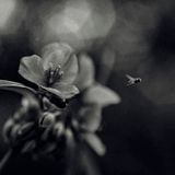 HEIMAT_darkSpringMix