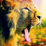 Laid Back Lion Summer Mix