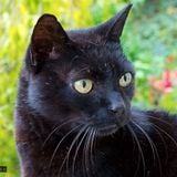 Music For Cats
