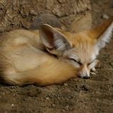 Mr Fox