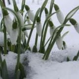 Spring
