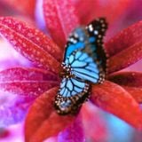 Schmetterling (Butterfly Boucher - Riz MC - RUN DMT - System Of Survival - Krazy Baldhead)