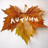 Qby - Autumn