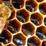 The Bass Hive: Vol 1