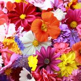 Phonic FM - Revolutionary Radio Show - Theme " Plants, Flowers & Vegetables - Jake & Custard Gorilla