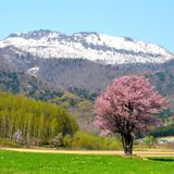 DJ MIX ~Longing for spring~ (2016.2.3)