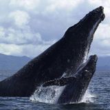 'Save The Whales - Rettet die Wale'