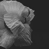 Girlfriend Audio Shows Mixcloud