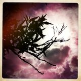 Collected Birds #3