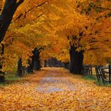 Autumn mix up
