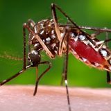 Caso de dengue en Urbana