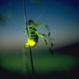 The Firefly