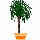 Woj - Yucca
