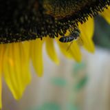 Honey Bees - Sleepwalker March 6, 2014